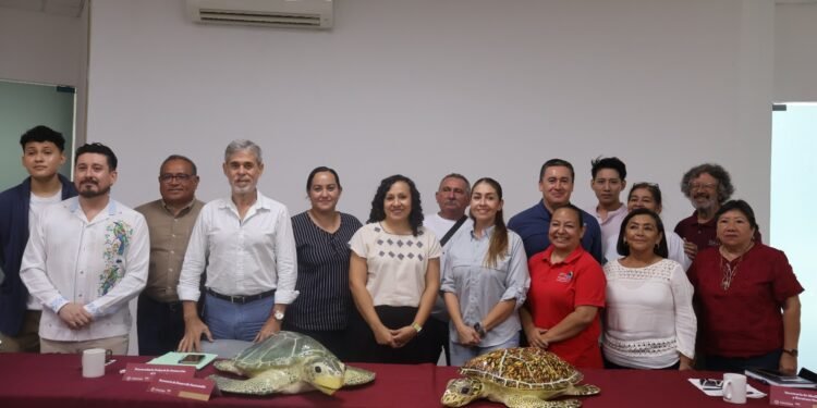Ya es temporada de tortugas; Yucatán protege sus playas para recibirlas