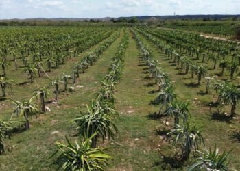 Último llamado al campo; hoy cierra registro para subsidio eléctrico en Yucatán