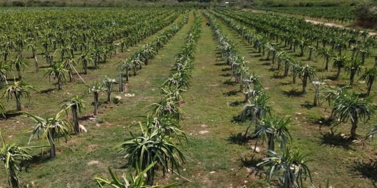 Último llamado al campo; hoy cierra registro para subsidio eléctrico en Yucatán