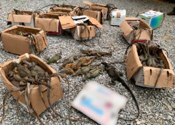 Red de tráfico de fauna queda al descubierto en Oaxaca; 192 iguanas rescatadas