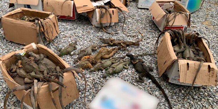 Red de tráfico de fauna queda al descubierto en Oaxaca; 192 iguanas rescatadas