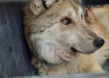 Histórico regreso del lobo mexicano a la Sierra Madre Occidental