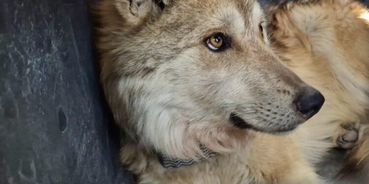 Histórico regreso del lobo mexicano a la Sierra Madre Occidental