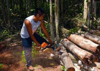 Sector maderero da salto tecnológico y abarata producción en Yucatán