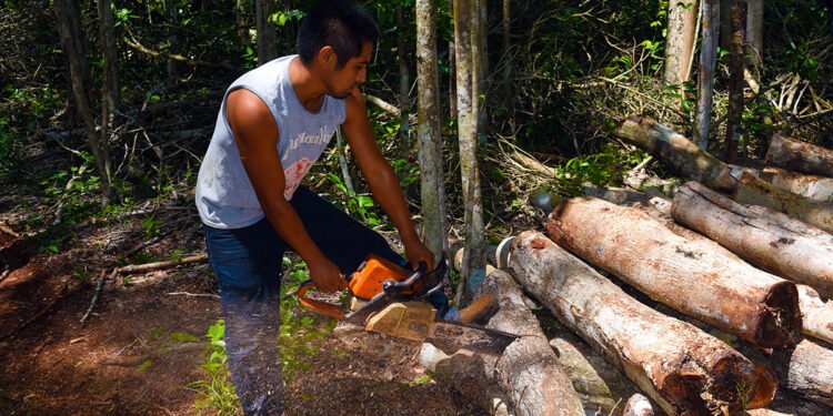 Sector maderero da salto tecnológico y abarata producción en Yucatán