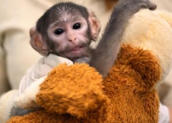 Yuji, el “Punch mexicano” que conquista TikTok con su historia