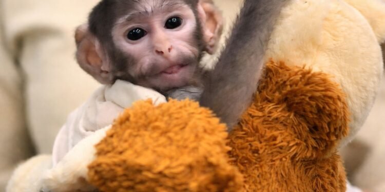 Yuji, el “Punch mexicano” que conquista TikTok con su historia