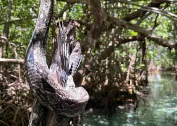 ¡Impactante! Captan a serpiente devorar un ave y es más cerca de lo que crees… en Sisal
