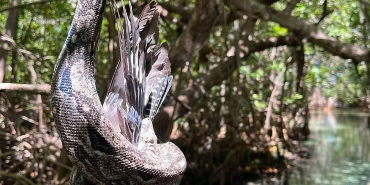 ¡Impactante! Captan a serpiente devorar un ave y es más cerca de lo que crees… en Sisal