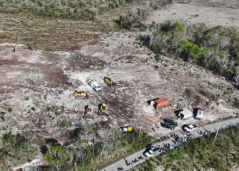 Arrasaron hasta 18 hectáreas de selva… así fue que Profepa descubrió el daño