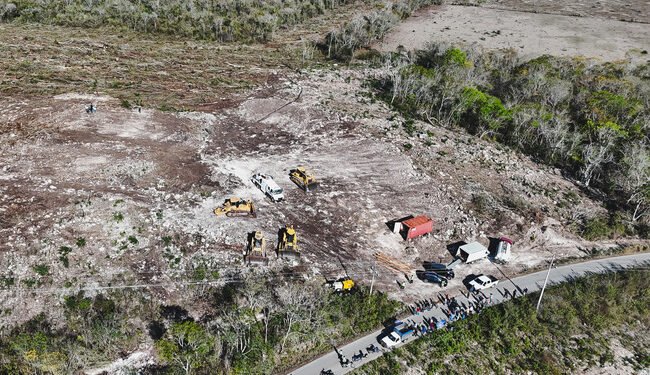 Arrasaron hasta 18 hectáreas de selva… así fue que Profepa descubrió el daño