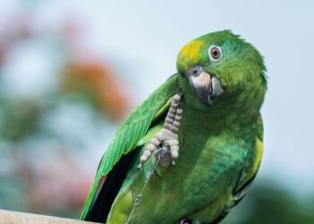La UMA de Proyecto Santa María y su labor de conservación de aves, opción para fines de semana