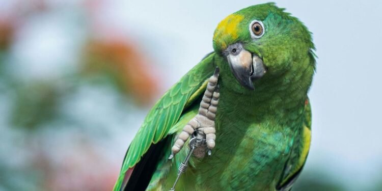La UMA de Proyecto Santa María y su labor de conservación de aves, opción para fines de semana