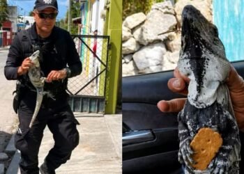 Iguanas en “modo combate”: escena insólita moviliza a policías en Tizimín