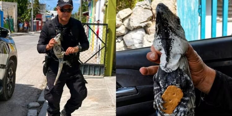 Iguanas en “modo combate”: escena insólita moviliza a policías en Tizimín