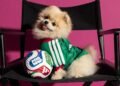 ¿Listo para hacer match con tu lomito? Adidas lanza jerseys para mascotas