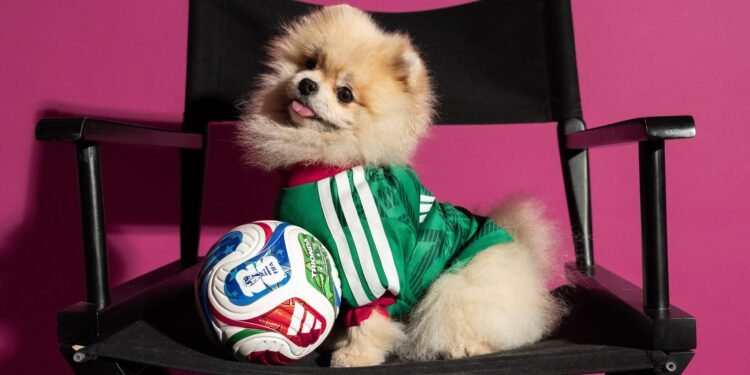 ¿Listo para hacer match con tu lomito? Adidas lanza jerseys para mascotas