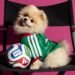¿Listo para hacer match con tu lomito? Adidas lanza jerseys para mascotas