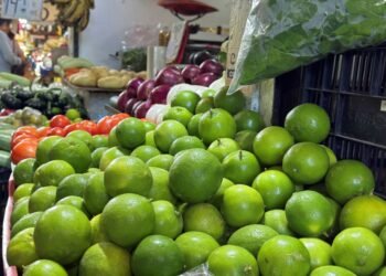 Yucatán fortalece su potencia citrícola con tecnificación y calidad