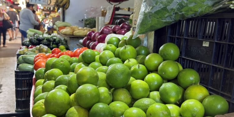 Yucatán fortalece su potencia citrícola con tecnificación y calidad