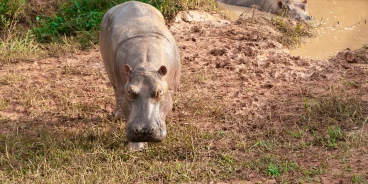 Así es Vantara, el santuario que acogerá a 80 de los hipopótamos de Escobar