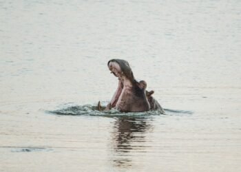 Colombia confirma que México rechazó recibir hipopótamos de Escobar desde 2024