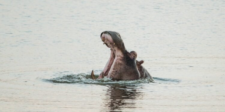 Colombia confirma que México rechazó recibir hipopótamos de Escobar desde 2024