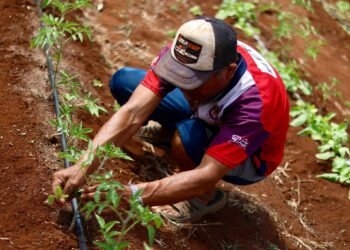 Tu patio puede ser la clave para gastar menos en comida