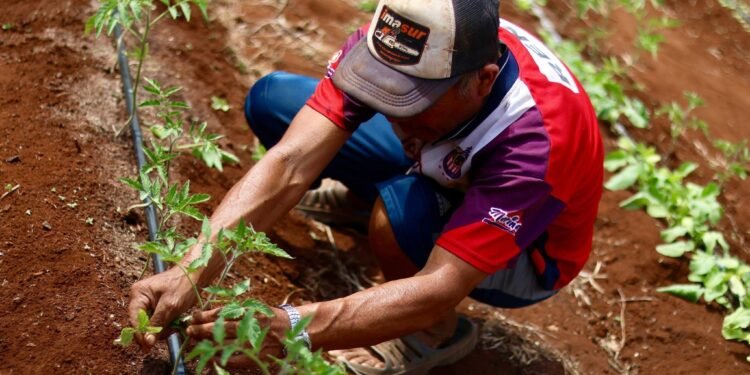 Tu patio puede ser la clave para gastar menos en comida