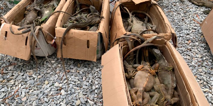 Profepa presenta denuncia penal por saqueo de iguanas en Oaxaca