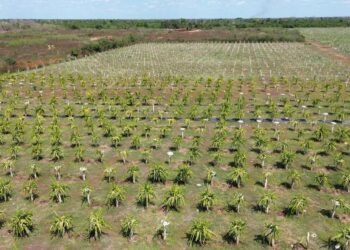 ¿Por qué no se está sembrando? Esta es la razón que ha retrasado a los productores