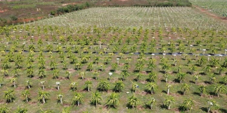 ¿Por qué no se está sembrando? Esta es la razón que ha retrasado a los productores