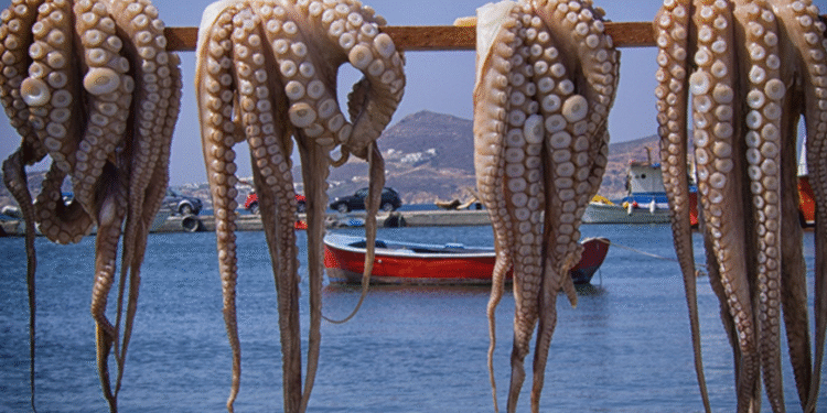 Pulpo maya busca conquistar Asia y Europa del Este