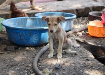 Rescatan a 40 peluditos en situación de abandono en Mérida