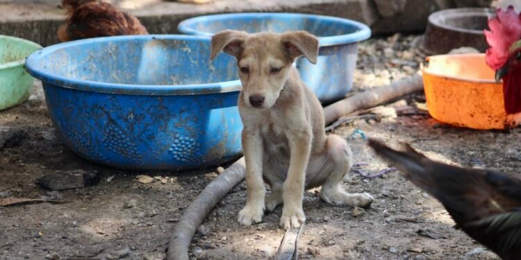Rescatan a 40 peluditos en situación de abandono en Mérida