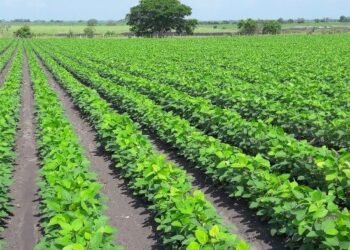 Soya impulsa al campo yucateco y lo coloca entre los líderes del país