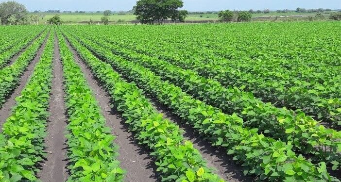 Soya impulsa al campo yucateco y lo coloca entre los líderes del país