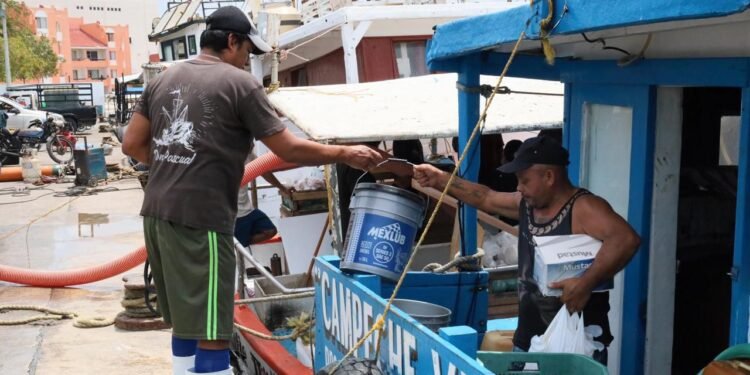 Arranca temporada de captura de mero