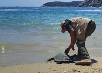 Tortuga carey regresa al mar en Oaxaca tras exitosa rehabilitación