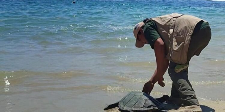 Tortuga carey regresa al mar en Oaxaca tras exitosa rehabilitación