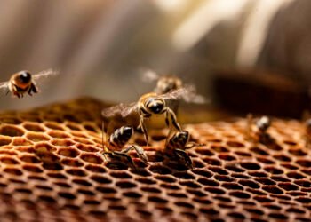 México celebra el Día Mundial de las Abejas con producción histórica de miel