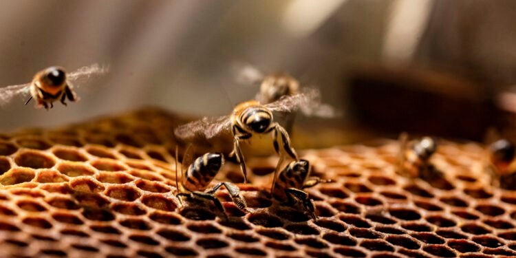 México celebra el Día Mundial de las Abejas con producción histórica de miel