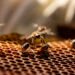 México celebra el Día Mundial de las Abejas con producción histórica de miel