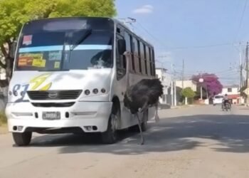 “Beep beep”: avestruz escapa y arma persecución viral en Tepotzotlán; el ejemplar ya fue resguardado
