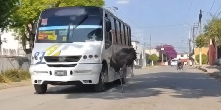 “Beep beep”: avestruz escapa y arma persecución viral en Tepotzotlán; el ejemplar ya fue resguardado