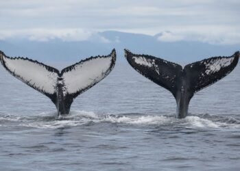 ¡Récord insólito! Ballenas jorobadas recorren más de 15 mil kilómetros entre Brasil y Australia