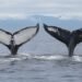 ¡Récord insólito! Ballenas jorobadas recorren más de 15 mil kilómetros entre Brasil y Australia