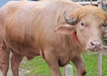 ¿El doble de Trump? Búfalo albino desata furor y se vuelve estrella viral