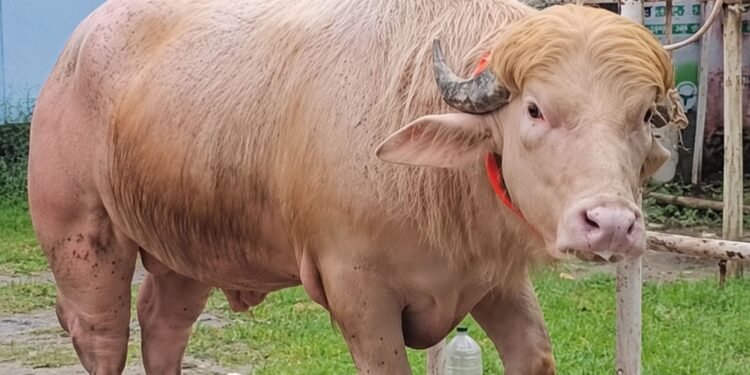 ¿El doble de Trump? Búfalo albino desata furor y se vuelve estrella viral