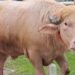 ¿El doble de Trump? Búfalo albino desata furor y se vuelve estrella viral